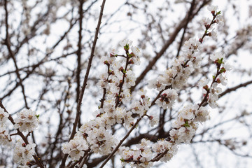 Beautiful blooming blossom buds and flowers on fruit trees cherry peach apricot in picturesque spring close up