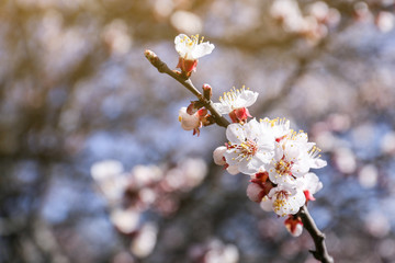Beautiful blossoming tree branch outdoors