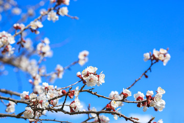 Beautiful blossoming tree branches on sky background