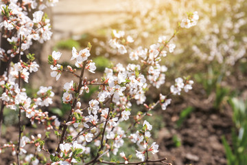 Obraz premium Beautiful blossoming bush outdoors