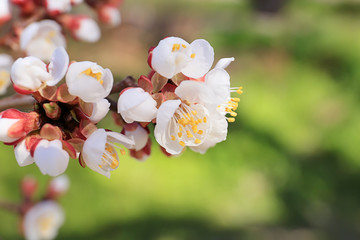 Beautiful blossoming tree branch outdoors