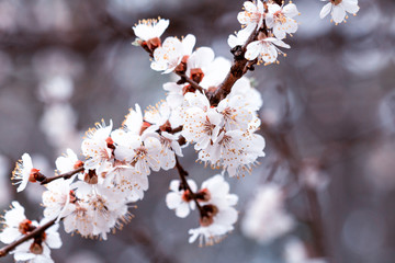 Beautiful blooming blossom buds and flowers on fruit trees cherry peach apricot in picturesque spring close up