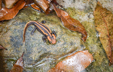 Fototapeta premium salamander on the rock / wildlife reptile crocodile salamander spotted orange and black rare animals
