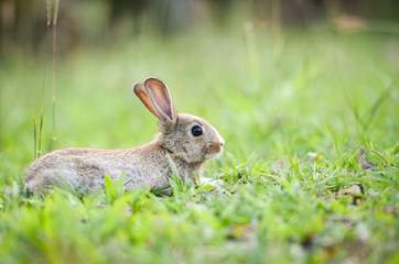 Cute rabbit sitting on green field spring meadow / Easter bunny hunt for festival