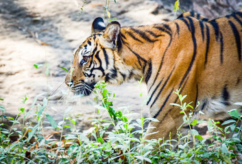 Royal bengal tiger walking and looking for prey in the national park