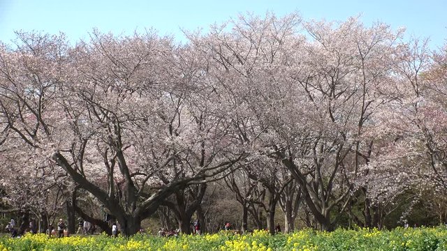 TACHIKAWA,  TOKYO,  JAPAN - CIRCA APRIL 2019 : CHERRY BLOSSOMS and RAPE FLOWER (CANOLA FLOWER) in park.  Spring season.