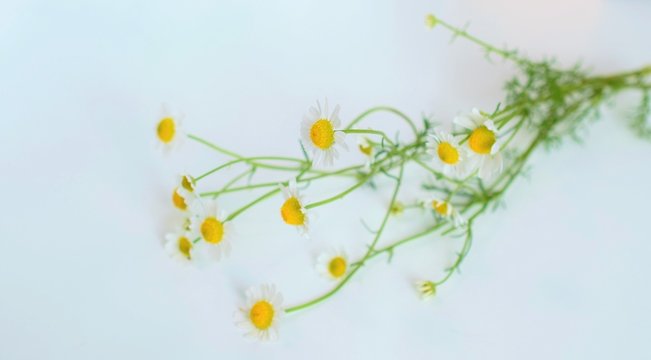 カモミール Images Browse 7 530 Stock Photos Vectors And Video Adobe Stock