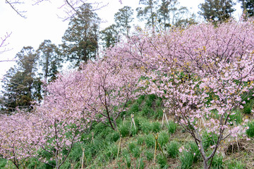 Obraz premium 佐久間ダムの河津桜 千葉県安房郡鋸南町