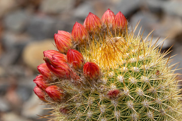 Cactus in the garden