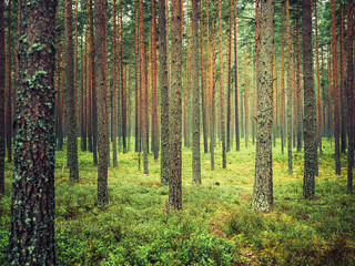 Obraz premium trees in green forest 