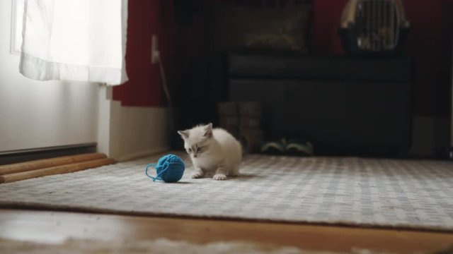 Cute fuzzy kitten playing with a blue ball of yarn on a rug
