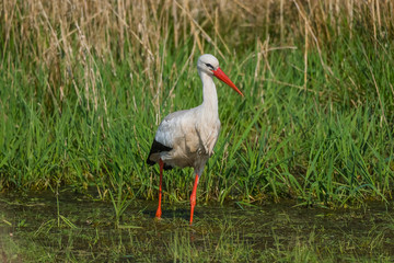 Wildlife bird stork nature outdoor sunny day