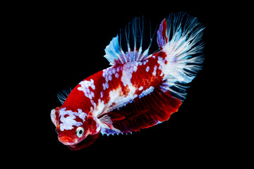 Obraz na płótnie Canvas Betta fish Koi fish Red White in the aquarium