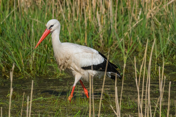 Wildlife bird stork nature outdoor sunny day