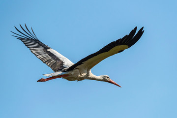Wildlife bird stork nature outdoor sunny day