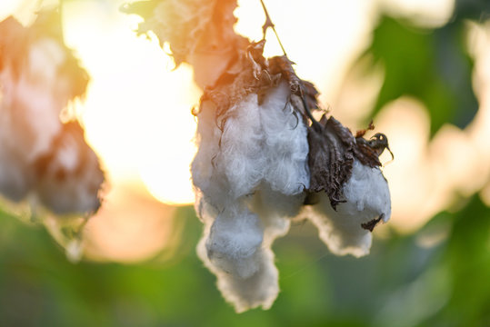 Cotton flower on tree in the cotton field sunset background