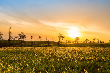 sunset on field and meadow green grass with rural countryside road and tree background