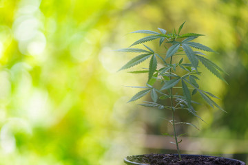 Obraz premium Cannabis leaves marijuana plant tree growing in pot on nature green background
