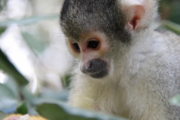 squirrel monkey 