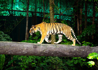 Bengal Tiger, Sumatran Tiger walks on the timber zoo