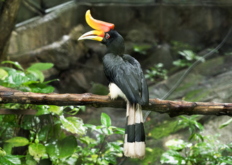 Fototapeta premium Rhinoceros Hornbill perched on a branch of tree