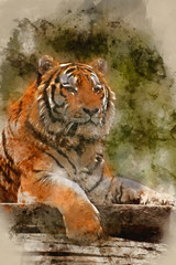 Watercolor painting of Stunning close up image of tiger relaxing on warm day