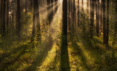 Morning. Walk in the woods. Sun rays.