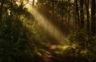Morning. Walk in the woods. Sun rays.
