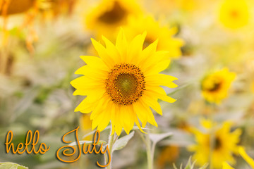 Fototapeta premium Hello July lettering card. Field of sunflowers.