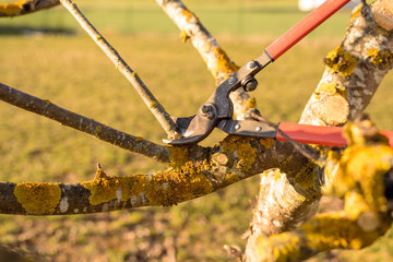 Gardener pruning fruit tree branch in the orchard