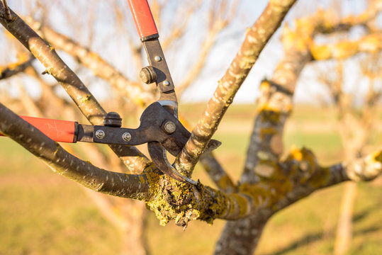 Gardener pruning fruit tree branch in the orchard