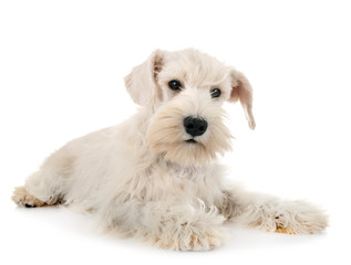 puppy white miniature schnauzer