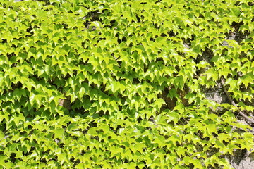 Fototapeta premium Weaving spring lime ivy over a stone wall