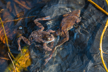 in spring, for green frogs mating