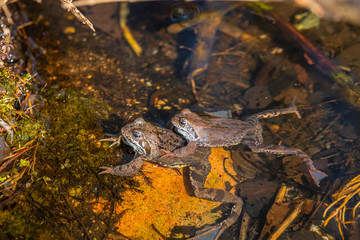 in spring, for green frogs mating