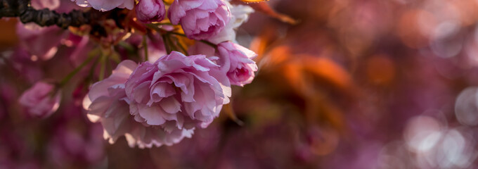 Japanese Cherry Tree Blossoms Sakura