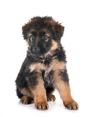 puppy german shepherd