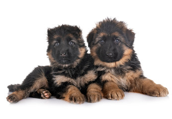 puppies german shepherd