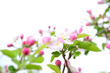 Blütezeit - Apfelblüte - Apfelbaum