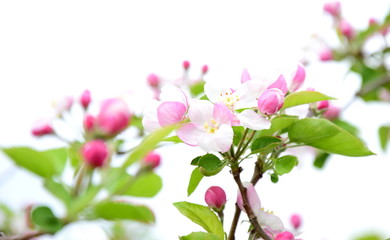 Apfelbaumblüten vor weißen Hintergrund freigestellt