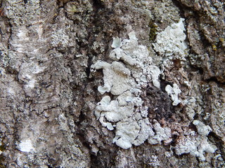 Moss on tree bark. Macro photography