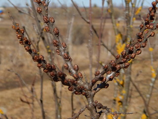 Buds on the trees. Macro photography