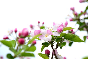 Apfelbaumblüte in Südtirol 