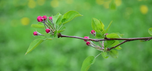 Äste und Zweige eines Apfelbaumes Knospen