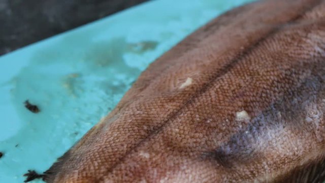 Cutting and gutting flounder as part of the process of preparing sea fish for cooking and frying