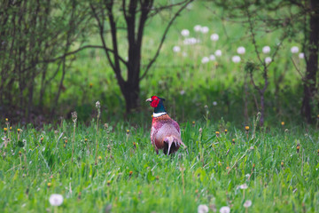 Fototapeta premium Colorful pheasant roams the green fields