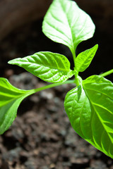 Garden and vegetable garden. Pepper sprout. Plant
