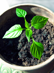Garden and vegetable garden. Pepper sprout. Plant