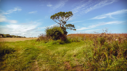 Baum Feld 01