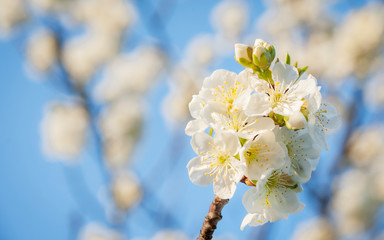 cherry blossom in spring